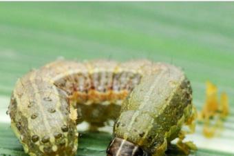 Agriculture et Consultance des Experts Agricoles en RDCongo